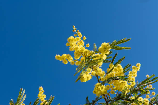 istock Mimosa Spring Flowers Easter background. Blooming mimosa tree over blue sky with copy space 1134315746