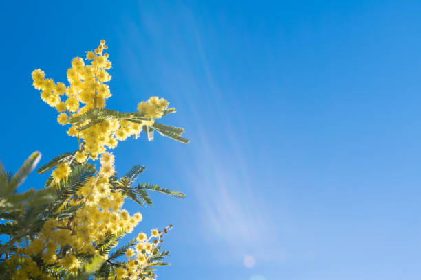 istock Mimosa Spring Flowers Easter background. Blooming mimosa tree over blue sky with copy space 1134315760