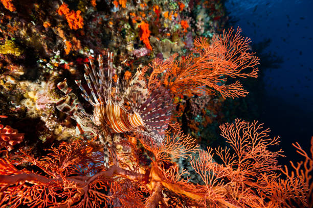 Common Lionfish Pterois volitans Camouflaged in Gorgonian Sea Fan, Alor, Indonesia A Common Lionfish Pterois volitans camouflaged very well in a gorgonian sea fan. The focus is on the tail fin, the transparency is a part of the camouflage. As a predator, the Lionfish uses the camouflage as a hunting skill. Pantar Street, West Coast of Alor, Indonesia, 8°20'34" S 124°23'1" E at 14m depth scorpionfish photos stock pictures, royalty-free photos & images