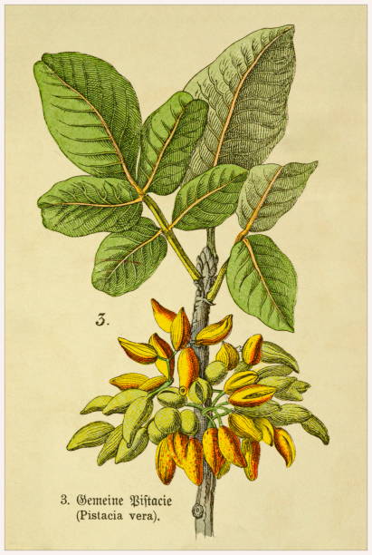 Pistacia vera - Cropped from Victorian style botanical lithographs book. Munich 1880-1889,  Germany. Cropped from Victorian style botanical lithographs book. Munich 1880-1889,  Germany. 1880 1889 illustrations stock illustrations