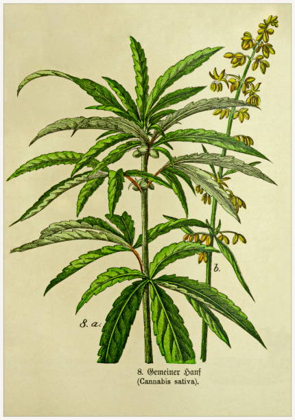 Cannabis sativa - Cropped from Victorian style botanical lithographs book. Munich 1880-1889,  Germany. Cropped from Victorian style botanical lithographs book. Munich 1880-1889,  Germany. 1880 1889 illustrations stock illustrations