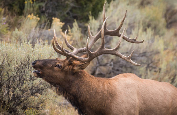 Elk in autumn tutting season Yellowstone USA Elk bulls bugling and chasing cows during rut bugling photos stock pictures, royalty-free photos & images