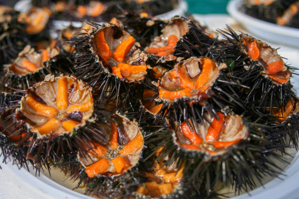 Sea urchins Sea urchins with orange eggs for sushi in a fish market sea urchin stock pictures, royalty-free photos & images