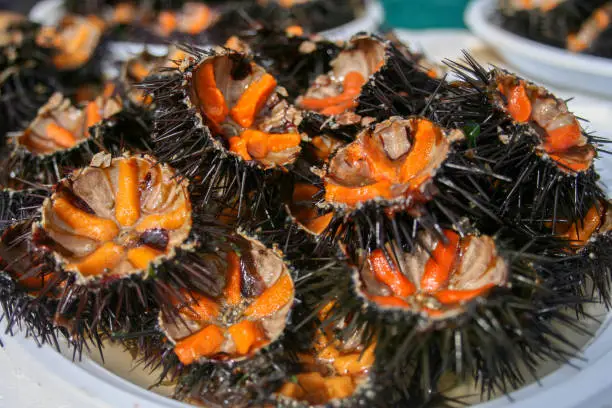Sea urchins with orange eggs for sushi in a fish market
