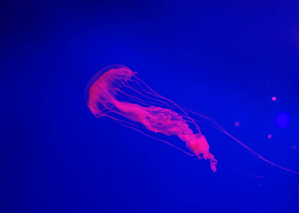 istock Jellyfish Vibrant Pink color against a deep blue background 1134322667