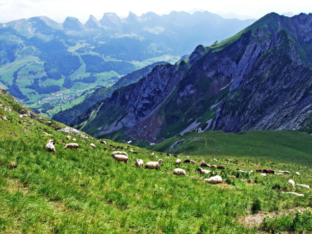 istock Sheeps on Alpine pastures of Alpstein mountain range seek refreshment from the summer sun 1134324892
