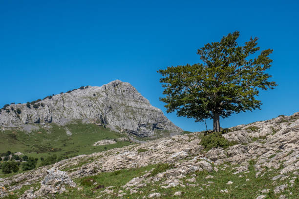 istock green mountain and blue sky with a tree in the foreground 1134325064