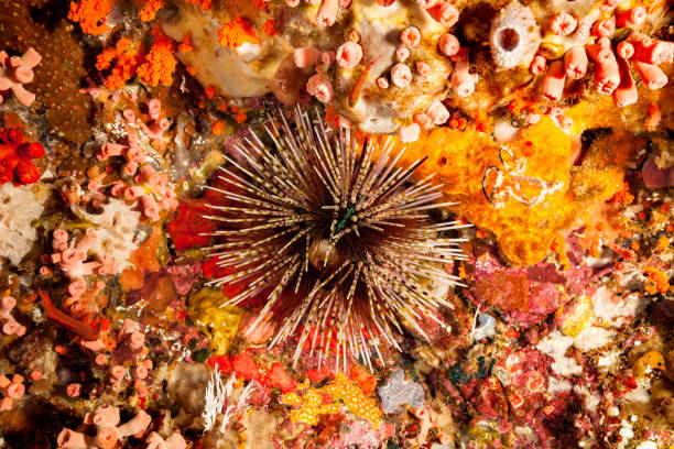 Black Banded Sea Urchin Echinothrix Calamaris, Colorful Encrusted Wall, Alor, Indonesia This banded sea urchin Echinothrix calamaris at the edge of the reef is surrounded by all kind of encrusted life, a Tropical Striped Triplefin Helcogramma striatum (4 cm = 1.6 inches) on top. The algae feeding sea urchin species inhabits shallow coral and coral rubble areas of the Indo-Pacific, usually at depths of 1 to 40 m, reported from 90m, max. length 15cm. Pantar Street, West Coast of Alor, Indonesia, 8°20'34" S 124°23'1" E at 3 m depth ascidiacea stock pictures, royalty-free photos & images
