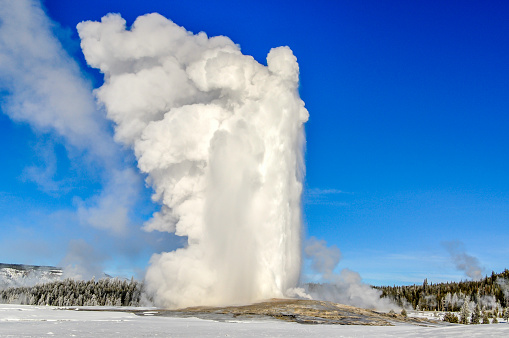 Old Faithful erupts into the blue sky on a winter day in Yellowstone National Park of Wyoming.