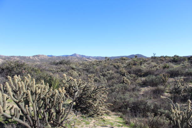istock CYLINDROPUNTIA ACANTHOCARPA - BUCKHORN CHOLLA - SAN JACINTO MOUNTAINS - 012419 C 1134326217