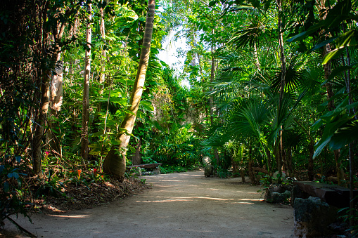 Path in Tropical forest in Tulum, Mexico. sunshine over shadow trees