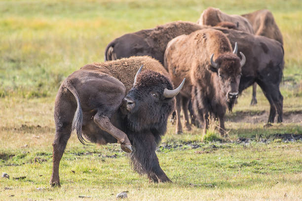 istock Bison rolling,fighting,rutting,matting in Yellowstone USA 1134326291