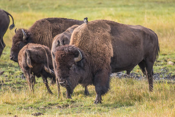 istock Bison rolling,fighting,rutting,matting in Yellowstone USA 1134326457
