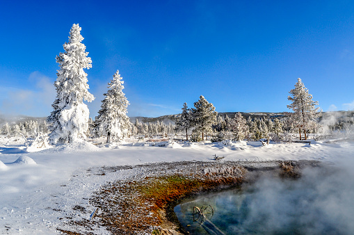 Frosted trees and steaming pools make up the winter landscape in Yellowstone National Park of Wyoming.