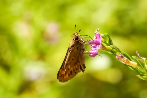 istock Fiery Skipper Butterfly(Hylephila phyleus) perched on mexican heather flower, California 1134326529