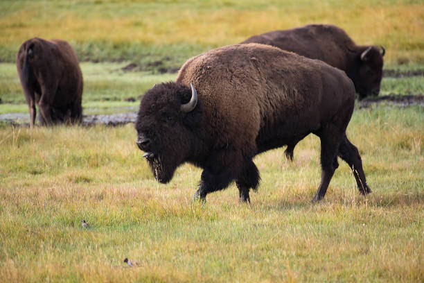 istock Bison rolling,fighting,rutting,matting in Yellowstone USA 1134326658