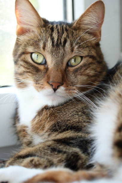 istock Portrait of a mackerel tabby cat on the windowsill 1134326842