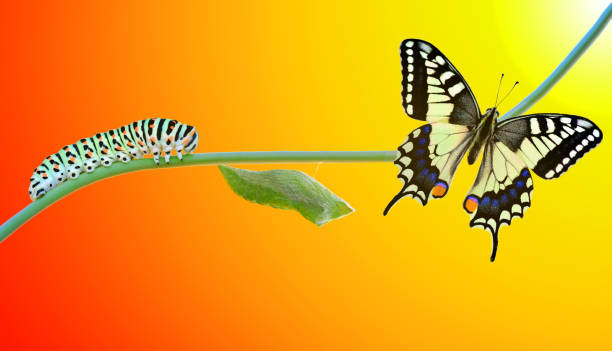 アメージングモーメント、マ�カーオーンアゲハチョウ蝶、蛹と繭が中断されます。蝶の概念変容 - butterfly swallowtail butterfly caterpillar black ストックフォトと画像