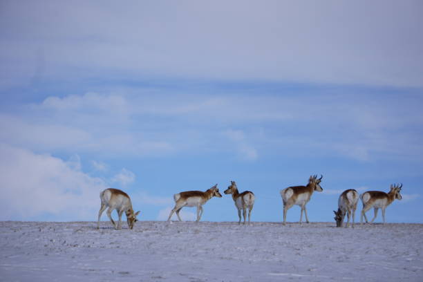 istock Antelope in Wyoming Snow 1134327593
