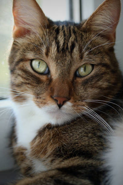 istock Portrait of a mackerel tabby cat on the windowsill 1134327601
