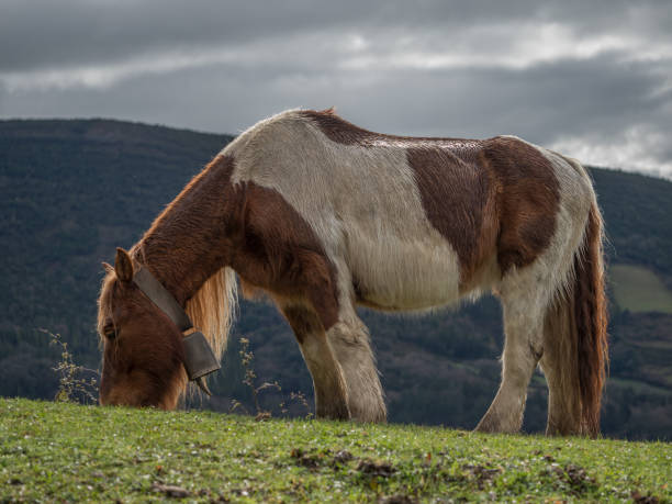 istock white and orange horse in a meadow 1134327777
