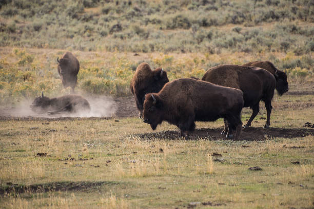 istock Bison rolling,fighting,rutting,matting in Yellowstone USA 1134329482