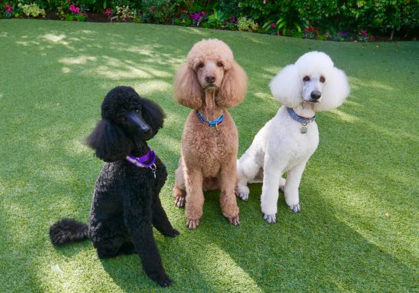 裏庭の標準的なプードル - standard poodle ストックフォトと画像