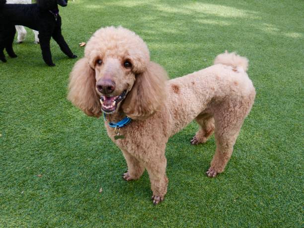 caniches standard dans la cour arrière - standard poodle photos et images de collection