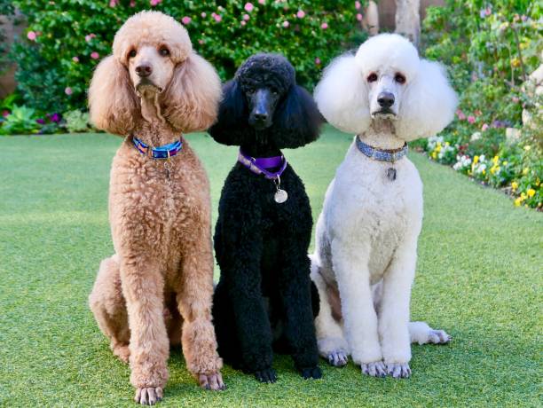 caniches standard dans la cour arrière - standard poodle photos et images de collection