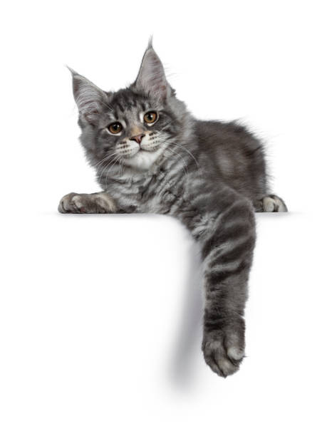 istock Smiling blue silver Maine Coon cat kitten, laying down facing front. Looking friendly with brown eyes to lens. Isolated on white background. Front paw hanging down over edge. 1134331121