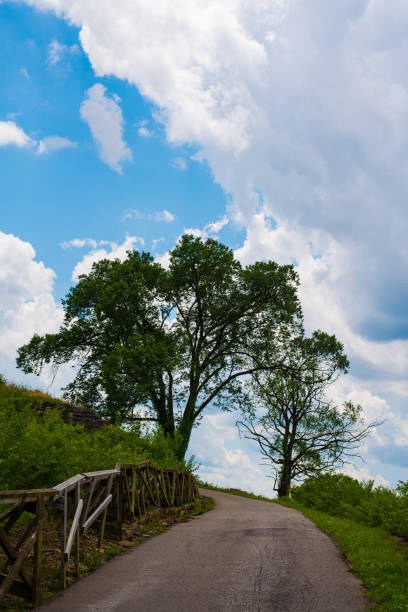 Path Between two tall Trees with a Wooden fence along the side. Path leads to a bright blue sky with some puffy clouds in it.