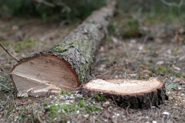 Cut down coniferous tree. Trunk and log of a tree. Season of the spring.