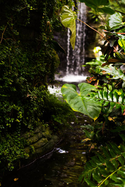 istock Waterfall in a cultivated garden with flowing water. 1134333519