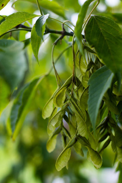 istock Close-up of growing seeds on a branch. 1134333562