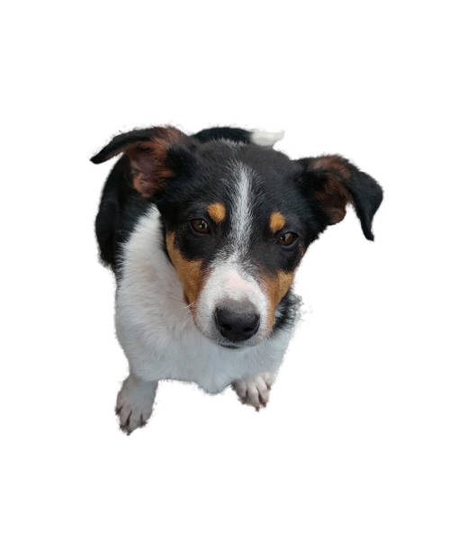 istock A small black and white dog with an orange mottle,on a white background 1134334115