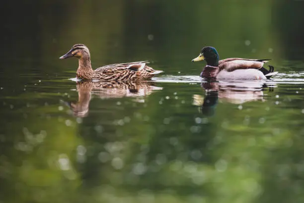 Pair of beautiful Mallard Ducks (anas platyrhynchos) on still water, United Kingdom