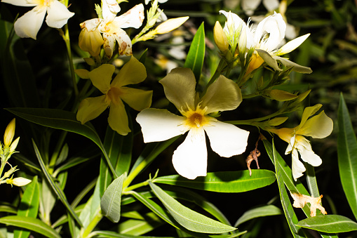 Flores y plantas en Cerdeña photo