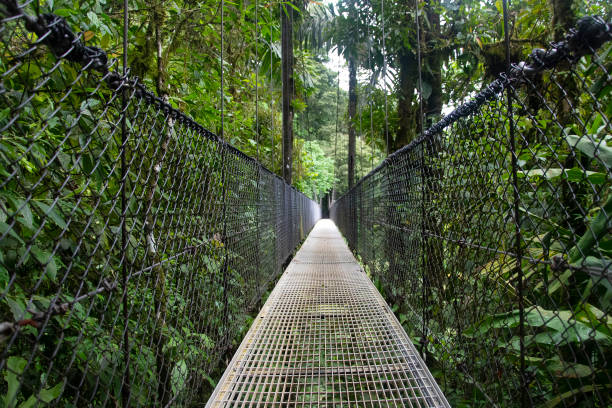 istock Empty hanging bridge in jungle. Costa Rica 1134338812