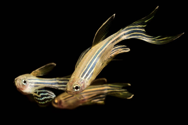 Zebrafish (Danio rerio) isolated on black background Zebrafish (Danio rerio) aquarium barb fish on isolated black background tropical fish closeup stock pictures, royalty-free photos & images