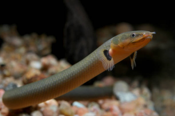 Snake Fish Pic 30+ Snakefish Stock Photos, Pictures & Royalty-Free Images - iStock