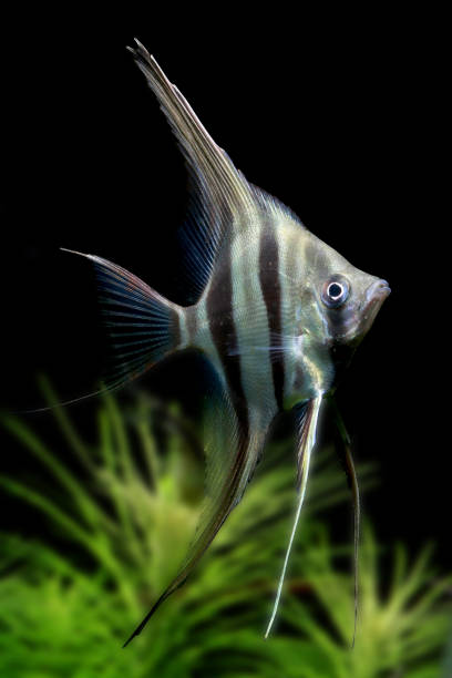 Majestic Altum Angelfish stock photo