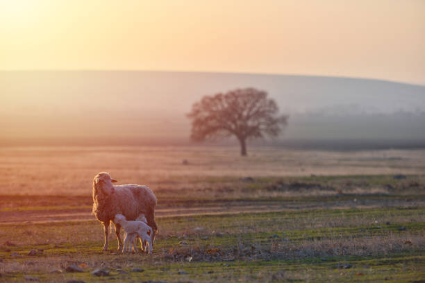 istock Two newborn lambs and sheep on field in warm sunset light 1134343238