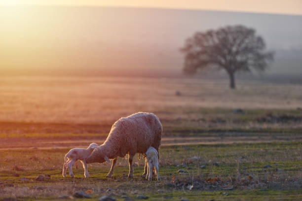 istock Two newborn lambs and sheep on field in warm sunset light 1134343249