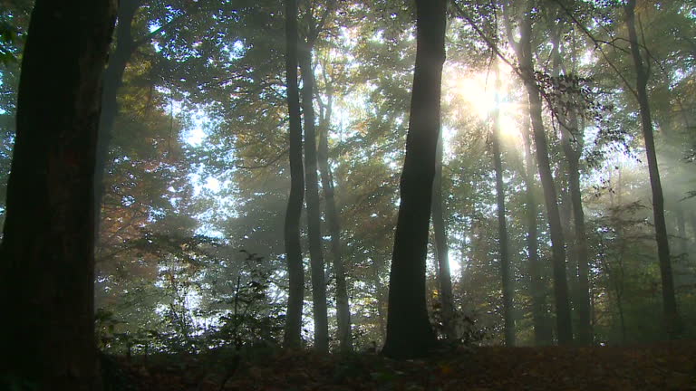 HD STEADYCAM: Spooky forest