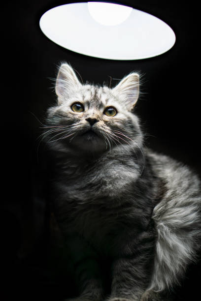 istock fluffy gray cat on a black background 1134344590