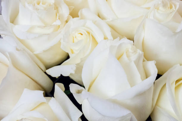 istock background of buds of white roses 1134344604
