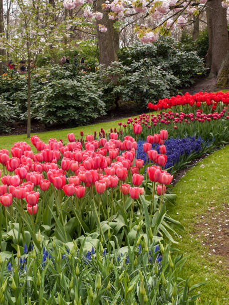 istock red tulips flowers blooming in a garden 1134345076