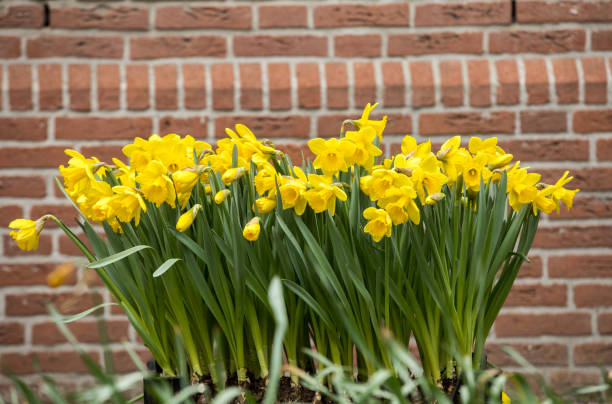 ramo de narcisos amarillos, uno de los símbolos de la primavera - beauty in nature wedding nature smooth fotografías e imágenes de stock