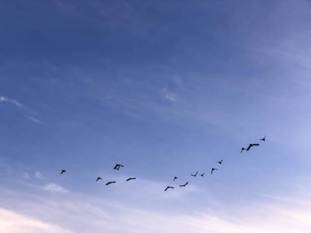 istock Birds float over the harbor in Marina del Rey, CA near sundown 1134345222