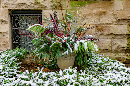 Holiday Planter with Pine Branches outside of a Home in a Garden Covered with Snow during Winter